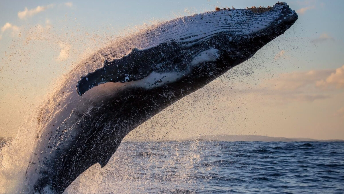 Baleia-jubarte saltando no mar, com o corpo quase todo fora d’água e cercado por respingos